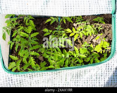 pousses vertes de plants de tomates dans une petite serre dans le jardin le jour ensoleillé de printemps Banque D'Images