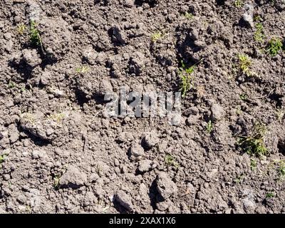 vue de dessus du sol labouré séché sur le jardin potager de près le jour ensoleillé de printemps Banque D'Images