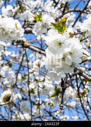 fleurs blanches sur des brindilles de cerisier se rapprochent sur le jour ensoleillé de printemps Banque D'Images