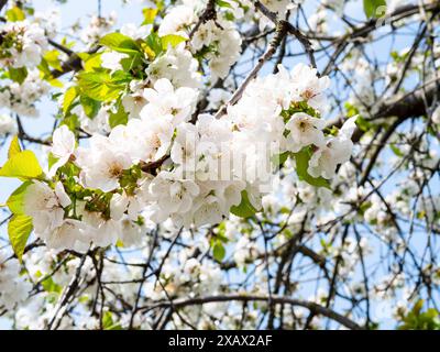 fleurs blanches de cerisier et feuilles vertes sur les brindilles le jour ensoleillé du printemps Banque D'Images