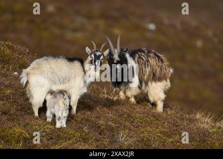 Chèvres sauvages qui paissent dans les Highlands d'Écosse Banque D'Images