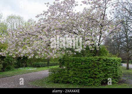 Floraison printanière à Regent's Park, Londres, Angleterre Banque D'Images