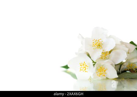 fleurs de jasmin en fleurs, isolées sur fond blanc. Banque D'Images