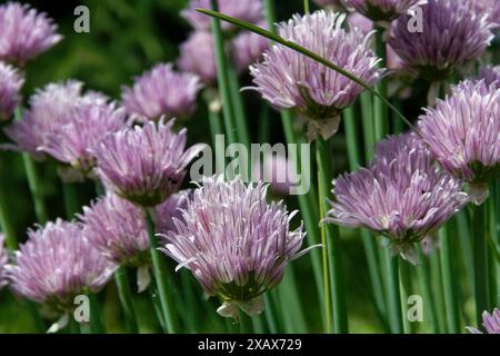 La ciboulette, nom scientifique Allium schoenoprasum, est une espèce de plante à fleurs de la famille des Amaryllidaceae qui produit des feuilles et des fleurs comestibles. Banque D'Images