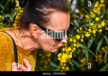 Une femme adulte inhale l'arôme des fleurs de mimosa. Banque D'Images