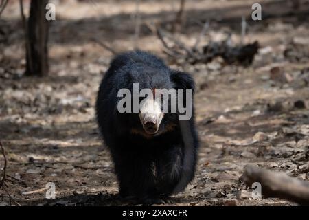 Portrait de Sloth Bear à Ranthambore Banque D'Images