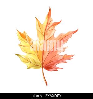 Feuille d'érable automnal. Arbre d'automne doré. Illustration d'aquarelle dessinée à la main, isolée. Plante forestière et parcs, concept nature canadien. Clipart pour adve Banque D'Images