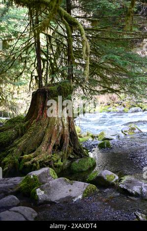 Vieux tronc d'arbre scié dans les bois avec sol Duc River en arrière-plan. Banque D'Images