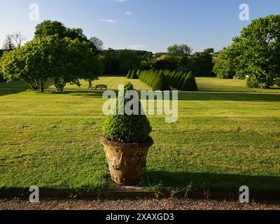 Les haies coniques sont une caractéristique clé du jardin arrière de Littlecote House, un hôtel Warner dans le Wiltshire, vu ici sous le soleil de fin de soirée. Banque D'Images