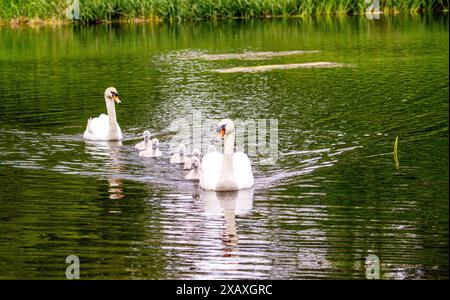 Dundee, Tayside, Écosse, Royaume-Uni. 9 juin 2024. Météo britannique : scènes estivales de Trottick Wildlife et de la réserve naturelle voisine sur Claverhouse Road à Dundee, en Écosse. Une famille de cygnes muets avec leurs six cygnets sur le Trottick Mill Pond. Crédit : Dundee Photographics/Alamy Live News Banque D'Images