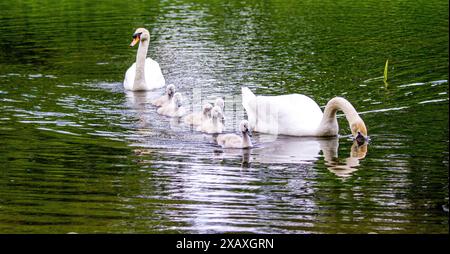 Dundee, Tayside, Écosse, Royaume-Uni. 9 juin 2024. Météo britannique : scènes estivales de Trottick Wildlife et de la réserve naturelle voisine sur Claverhouse Road à Dundee, en Écosse. Une famille de cygnes muets avec leurs six cygnets sur le Trottick Mill Pond. Crédit : Dundee Photographics/Alamy Live News Banque D'Images