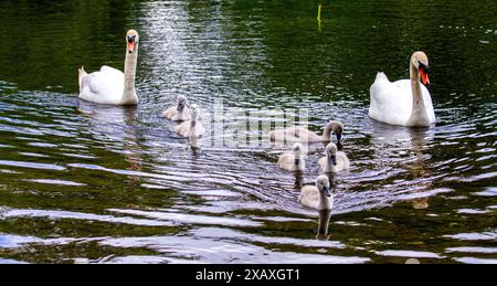 Dundee, Tayside, Écosse, Royaume-Uni. 9 juin 2024. Météo britannique : scènes estivales de Trottick Wildlife et de la réserve naturelle voisine sur Claverhouse Road à Dundee, en Écosse. Une famille de cygnes muets avec leurs six cygnets sur le Trottick Mill Pond. Crédit : Dundee Photographics/Alamy Live News Banque D'Images