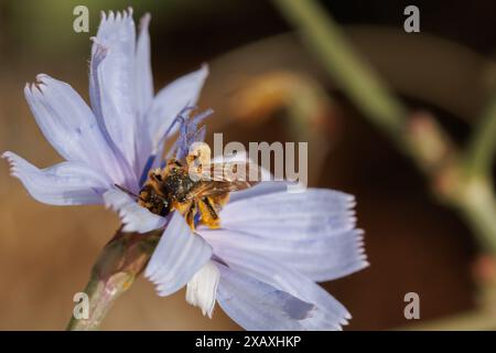 Pantalon Dasypoda abeille pollinisant fleur de chicorée (Cichorium intybus), Alcoy, Espagne Banque D'Images