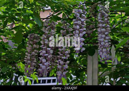 Vue de la wisteria pourpre pleine fleur avec fleur et feuilles dans le jardin, Sofia, Bulgarie Banque D'Images