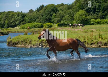 Rafraîchissement dans la rivière Ewenny au château d'Ogmore près de Bridgend South Wales par un matin chaud d'été aujourd'hui ( mardi 23/6/15 ). Un cheval galope dans l'eau. Banque D'Images