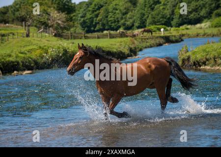 Refroidissement dans la rivière Ewenny au château d'Ogmore près de Bridgend South Wales en été aujourd'hui ( mardi 23/6/15 ). Un cheval galope dans l'eau. Banque D'Images