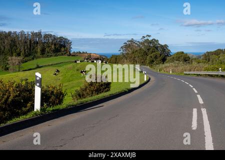 Route typique vide sur l'île de São Miguel aux Açores, avec des vaches dans les prairies verdoyantes au bord de la route. Lagoa do Fogo, Sao Miguel, Açore Banque D'Images