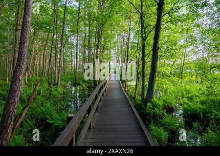 Pont piétonnier en bois sur une zone humide dans la forêt. Sentier de randonnée dans une zone forestière. Chemin à travers un marécage. Voyages et randonnées. Tourisme écologique. Banque D'Images