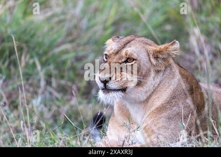 Alerte lionne, panthera leo, reposant dans l'herbe verte du Masai Mara, Kenya. Expressions faciales mignonnes. Banque D'Images