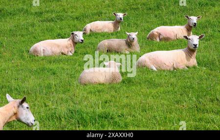 Un petit troupeau de moutons et d'agneaux profitant du soleil dans un champ herbeux dans le Somerset Royaume-Uni Banque D'Images