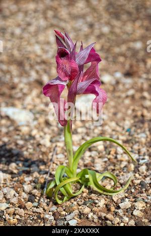 Rare orchidée langue (Serapias negecta), Orchidaceae. Orchidée européenne sauvage. Italie, Toscane, Banque D'Images