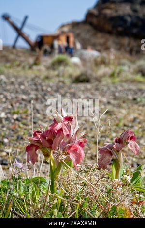 Rare orchidée langue (Serapias negecta), Orchidaceae. Orchidée européenne sauvage. Italie, Toscane, Banque D'Images