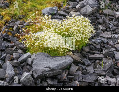 Saxifrage mousseux Saxifraga hypnoides poussant en altitude à Herbert's Quarry ou Black Mountain Quarries dans l'ouest de Brecon Beacons dans le sud du pays de Galles au Royaume-Uni Banque D'Images