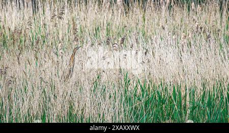 Bien camouflé Bittern Botaurus stellaris en pose verticale classique parmi les roseaux au mur de Ham sur le Somerset Levels UK Banque D'Images