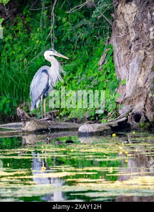 Un grand héron bleu chasse pour son prochain repas sur un lac dans le nord du Wisconsin lac parmi les lilypads. Banque D'Images