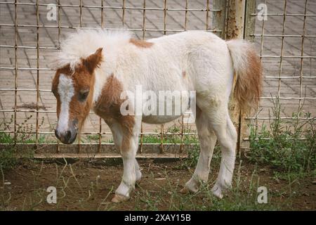 Le jeune poney est au zoo. Bébé poney. Banque D'Images