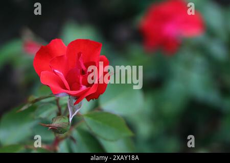 Rose rouge sur fond flou. Roses rouges. Banque D'Images