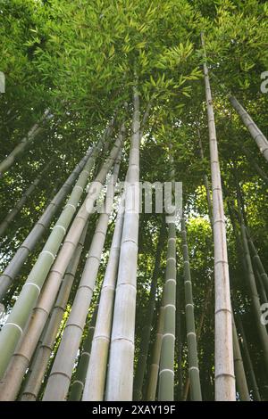 Forêt de bambous. Fourrés de bambou. Banque D'Images