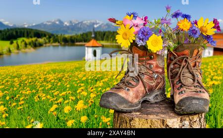 Wanderstiefel mit Blumen Ein Paar Wanderstiefel gefüllt mit einem Strauß Frühlingsblumen, steht auf einer Blumenwiese vor dem Bergpanorama im Allgäu - Banque D'Images