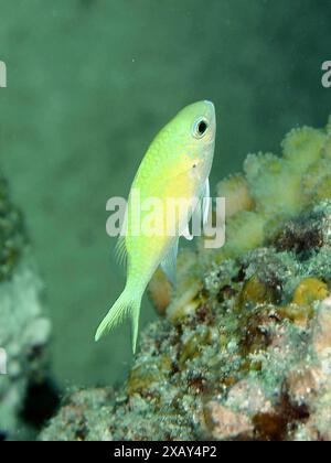 Un petit poisson vert, la queue d'aronde verte (Chromis viridis), nage à côté des coraux dans l'eau claire de l'océan. Site de plongée House Reef, Mangrove Bay, El Banque D'Images