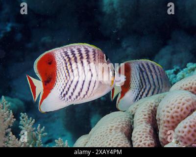 Une paire de poissons papillons érythréens (Chaetodon paucifasciatus), poissons papillons, nageant devant les coraux. Site de plongée House Reef, Mangrove Bay, El Quesir, Red Banque D'Images