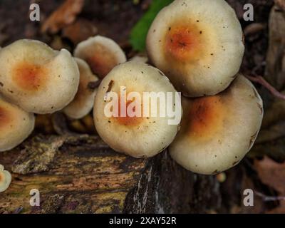 Gros plan d'un groupe de champignons poussant sur un tronc d'arbre pourri avec de la mousse dans la forêt, Bocholt, muensterland, Allemagne Banque D'Images