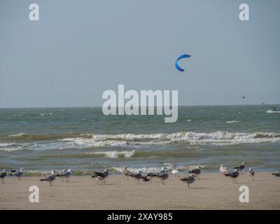 Mouettes sur la plage près de la mer avec des vagues, un cerf-volant en arrière-plan, ciel bleu, de haan, belgique Banque D'Images