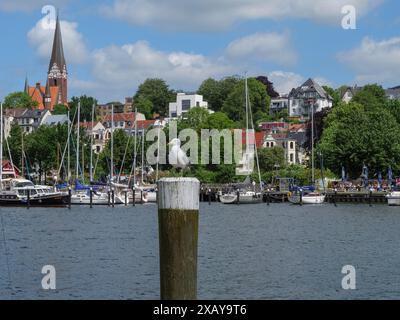 Une mouette se trouve sur un poteau en bois en face d'un port avec des voiliers, entouré de maisons traditionnelles et d'une tour d'église, Flensburg Banque D'Images