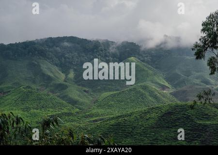 La plantation de thé couvrant les collines des Cameron Highlands en Malaisie Banque D'Images