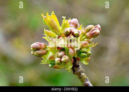 Cerise sauvage (prunus avium), gros plan montrant les boutons de fleurs qui commencent à apparaître sur les branches de l'arbre commun au printemps. Banque D'Images