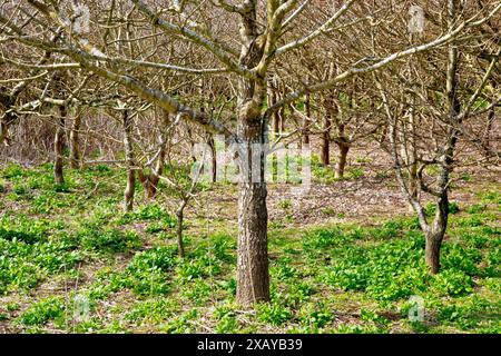 Un jeune chêne (quercus), planté dans le cadre du projet Millenium Wood à Angus en l'an 2000, est prêt pour une autre année avec le retour du printemps. Banque D'Images