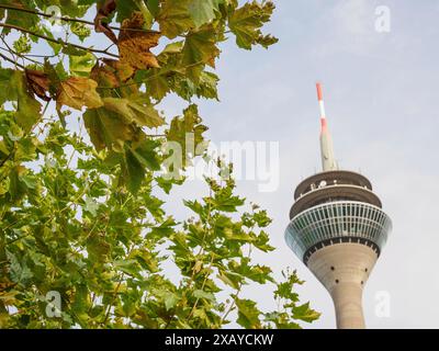 Vue d'une tour de télévision à côté d'arbres verts avec des feuilles d'automne contre un ciel légèrement nuageux, Duesseldorf, Rhénanie du Nord-Westphalie, ALLEMAGNE Banque D'Images