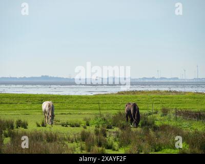 Champs avec deux chevaux au premier plan et un paysage côtier avec des éoliennes en arrière-plan, langeoog, allemagne Banque D'Images