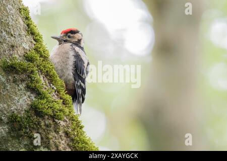Jeune grand pic tacheté (Dendrocopos major) grimpant sur un tronc d'arbre mousselé dans une forêt, Hesse, Allemagne Banque D'Images