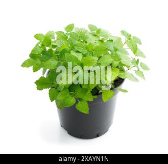 Plante de menthe fraîche en pot isolée sur un fond blanc Banque D'Images