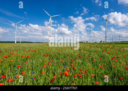 Ferme éolienne, champ avec bandes de fleurs, frontière de champs avec fleurs mélangées, coquelicots, nord de Marsberg, Hochsauerlandkreis, NRW, Allemagne Banque D'Images