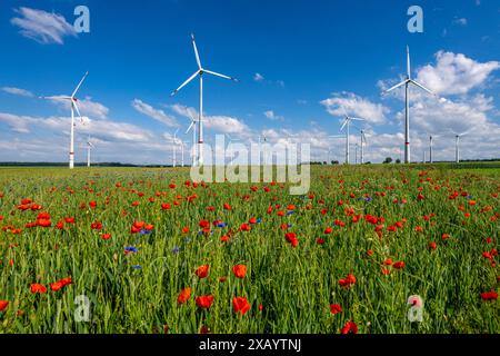 Ferme éolienne, champ avec bandes de fleurs, frontière de champs avec fleurs mélangées, coquelicots, nord de Marsberg, Hochsauerlandkreis, NRW, Allemagne Banque D'Images