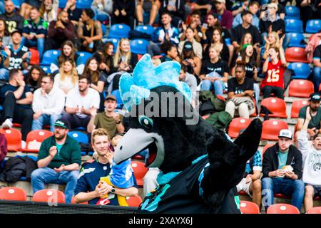 Unterhaching, Allemagne. 09. Juin. 2024. Ligue européenne de football, ELF/ Game : Prague Lions aux Ravens de Munich le 09. Juin. 2024, dans le PARC uhlsport, Unterhaching, Allemagne, das Maskottchen der Munich Ravens 'Dave' crédit : Frank Baumert/Alamy Live News Banque D'Images