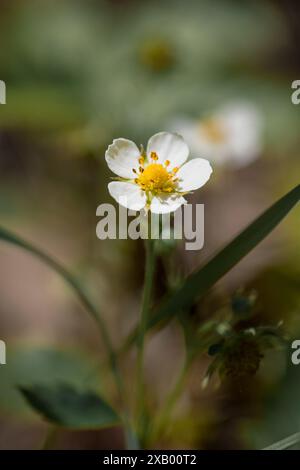Fleur de la fraise de la forêt, petite, douce et riche en vitamines Banque D'Images