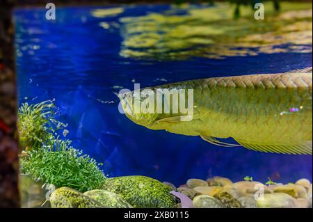Arowana argenté sur fond noir. Osteoglossum bicirrhosum. Poissons osseux d'eau douce d'Amérique du Sud de la famille des Osteoglossidae. Les arowanas argentés le sont Banque D'Images